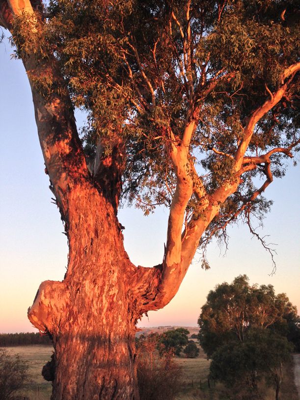 FLINT eucalyptus 4